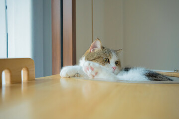 pet care concept with scottish cat relax and sleep on bed in bedroom