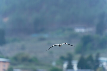 river lapwing in flight