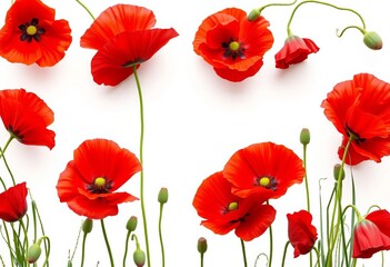 Naklejka premium Vibrant red poppies isolated on white, creating a natural frame, greeting, isolated