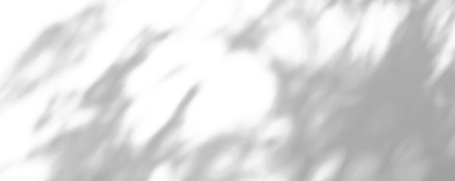 Abstract natural tree leaves shadow on white wall background