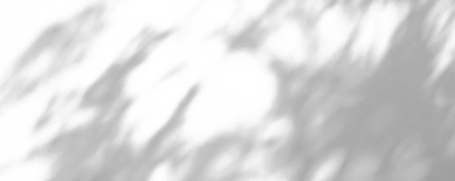 Abstract natural tree leaves shadow on white wall background