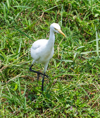 A white bird is standing in tall grass