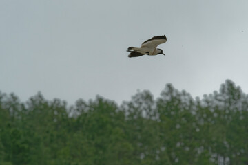 river lapwing in flight