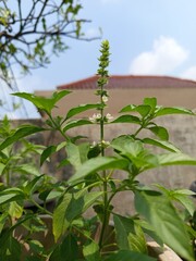 green plant in the garden