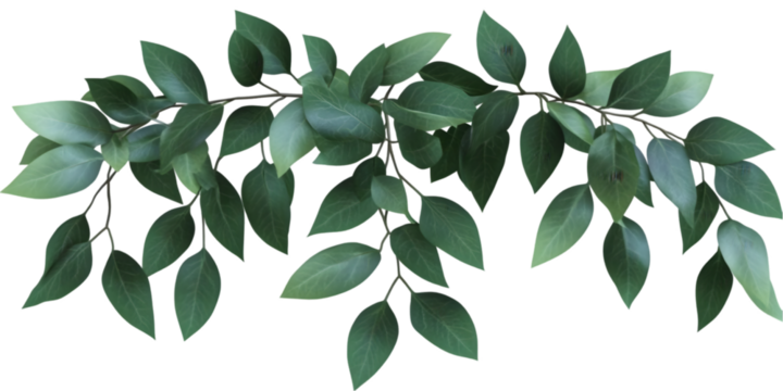 Decorative Green Leaves Branch Illustration Isolated Background