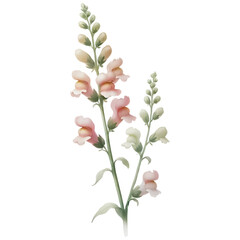 Isolated watercolor snapdragon stem with blooming flowers, with white background