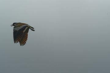 Bird in flight