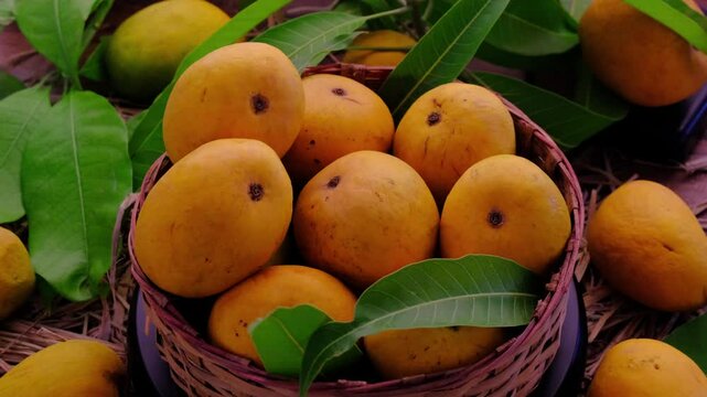 Mango tropical fruit with green leaf, Ripe mango in grass closeup