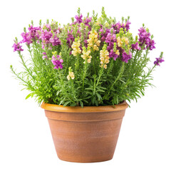 flowers in a pot isolated