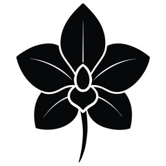 black and white flower isolated