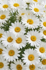 Obraz premium Close-up of delicate white daisies, isolated on white Summer bloom , field, pure