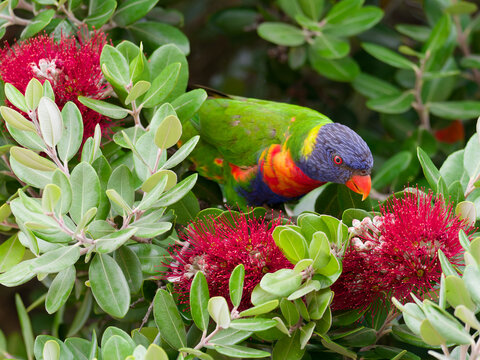 Rainbow lorikeet (Trichoglossus haematodus) perched on a New Zealand Christmas bush with red fruit flowers at Maitland New South Wales Australia.