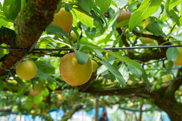 プラム農園　熟したプラム  Plum farm: ripe plums