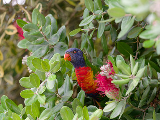 Rainbow lorikeet (Trichoglossus haematodus) perched on a New Zealand Christmas bush with red fruit flowers at Maitland New South Wales Australia.
