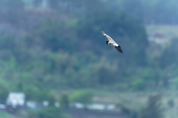 Bird in flight
