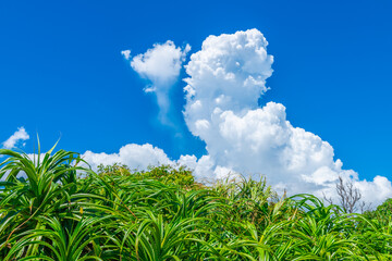 積乱雲