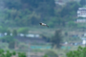 Bird in flight