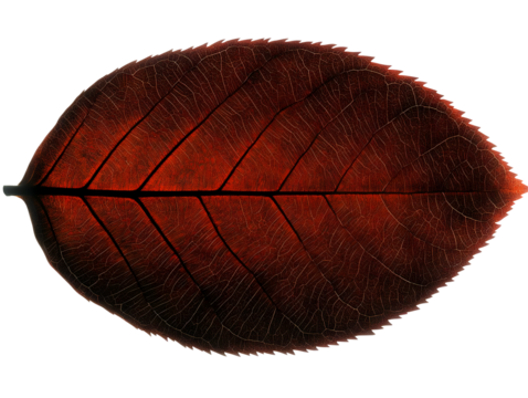 Detailed Illustration Of Red Leaf With Transparent Background