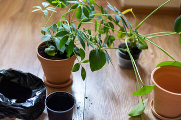 The process of transplanting indoor plants, caring for plants at home. Soil and gardening tools are seen on a wooden floor.