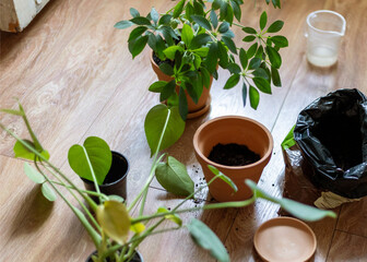 Indoor Plant Repotting Process with Empty Pots