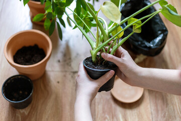 Hands Repotting Indoor Plant into a New Pot