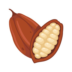 Cocoa fruit vector, an ingredient for making delicious chocolate.