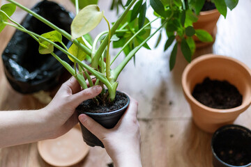 Hands carefully repotting a vibrant indoor plant into a new terracotta pot. Soil and gardening tools visible on a wooden floor.