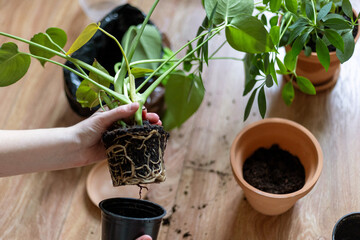 Hands Repotting Indoor Plant into a New Pot