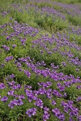 Carpet of vibrant violet Veronica prostrata blooms in May , spring blooms, Prostrate Veronica, trailing