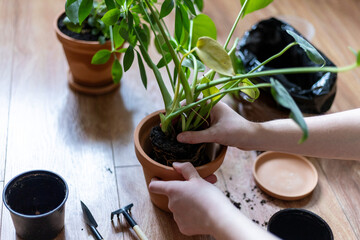 Hands Repotting Indoor Plant into a New Pot