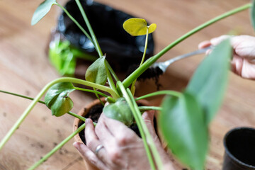Hands Repotting Indoor Plant into a New Pot