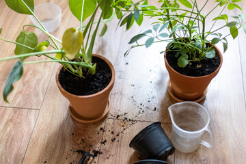 Indoor plants are placed on a wooden floor with soil and empty pots nearby, indicating the process of repotting and plant care.
