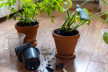 Indoor Plant Repotting Process with Empty Pots