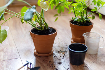 Indoor Plant Repotting Process with Empty Pots