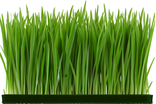 Detailed Realistic Green Grass Sprout Isolated Background Image