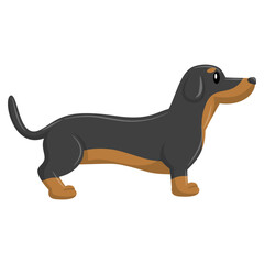 Dachsund