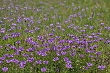Obraz premium Purple wildflowers carpet the meadow, single bloom close-up , floral, landscape, detail