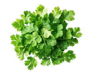 Harvesting fresh cilantro in a garden culinary herb arrangement isolated on transparent background