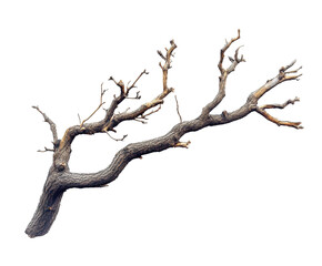 Dried tree branches in nature view artistic presentation isolated on transparent background