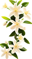 Obraz premium Elegant White Flowers and Green Leaves Illustration Background