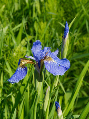 Northern Blue Flag flower