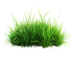 Growing green grass nature scene plants environment isolated on transparent background