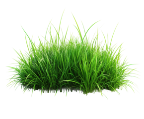 Growing green grass nature scene plants environment isolated on transparent background