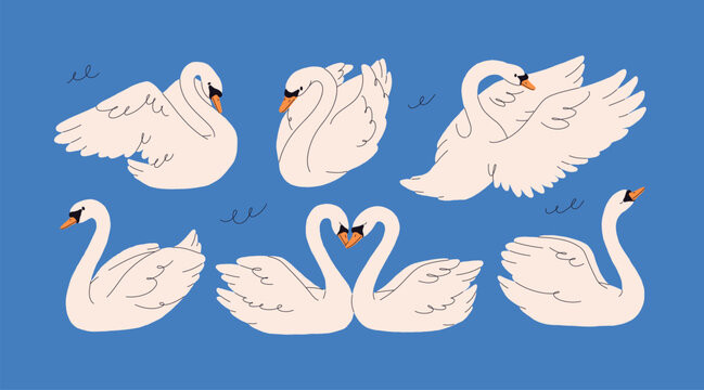 Swans, water birds. Large graceful wild waterfowl animals with long neck, white feathers. Wings spread for flying, swimming, forming heart shape for love, romantic couple. Flat vector illustration
