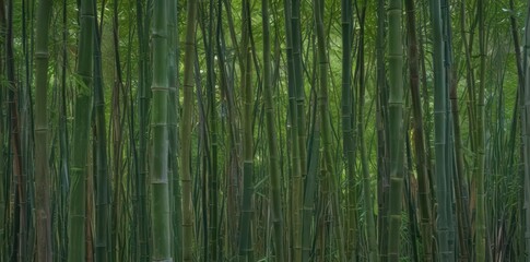 Fototapeta premium Dense bamboo thicket, contrasting colors highlight texture and depth in nature's design , thicket, natural, green