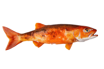 Vibrant orange fish with detailed scales, fins, and teeth on a black background