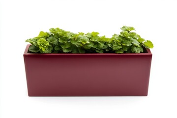 Fresh herbs in a maroon planter box