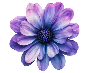 Vibrant purple flower blooms nature botanical isolated on transparent background © Karina