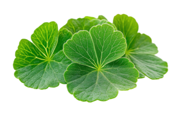Bright green cloverleaf foliage on black. Each has radiating veins