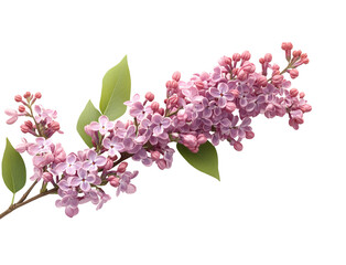 Blooming lilac branch natural floral peaceful view isolated on transparent background
